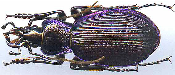 http://www.gorodinski.ru/carabus/Sphodristocarabus bohemanni.jpg